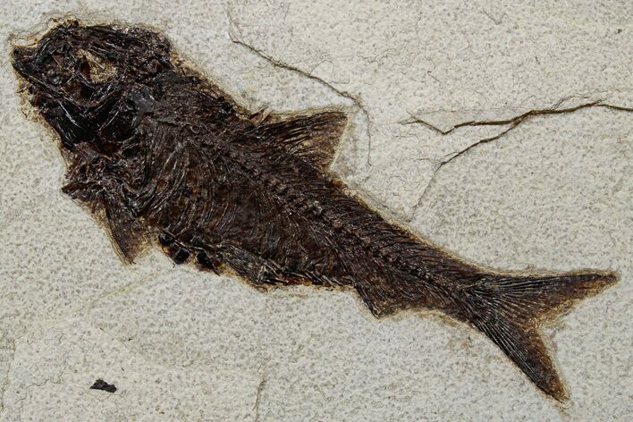 Detailed Fossil Fish (Knightia) - Huge For Species #349261